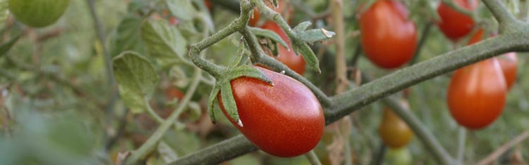 Mata tomate cherry pera