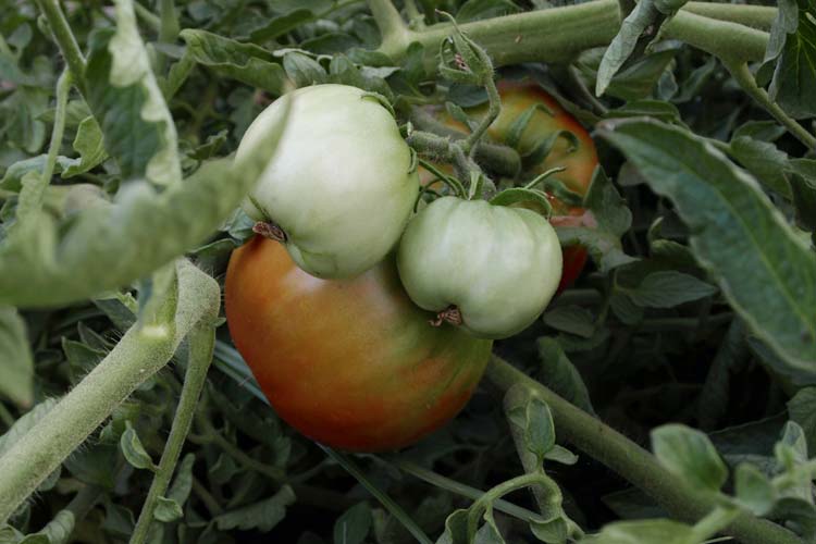 Mata de tomate de Aranjuezz